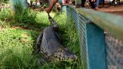 Paraguay : des caïmans déambulent près d'un centre commercial Paraguay : des caïmans déambulent près d'un centre commercial