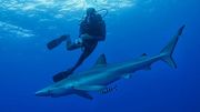 Plongée : 8 destinations pour des rencontres inoubliables Plongée : 8 destinations pour des rencontres inoubliables