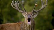 Un mec fou de joie de voir passer des cerfs Un mec fou de joie de voir passer des cerfs