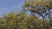 Des millions de criquets ravagent l'Afrique de l'Est, la plus grande épidémie depuis 70 ans Des millions de criquets ravagent l'Afrique de l'Est, la plus grande épidémie depuis 70 ans