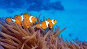 A Monaco, une plongée virtuelle saisissante dans les récifs coralliens d'Australie A Monaco, une plongée virtuelle saisissante dans les récifs coralliens d'Australie