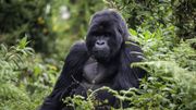 En RDC, la population des gorilles du parc Virunga en augmentation En RDC, la population des gorilles du parc Virunga en augmentation