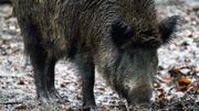 Surpopulation de sangliers à Hastière: la mobilisation a eu raison de la grande battue Surpopulation de sangliers à Hastière: la mobilisation a eu raison de la grande battue