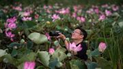 En Thaïlande, le retour miraculeux des lotus sacrés En Thaïlande, le retour miraculeux des lotus sacrés