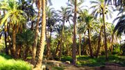 Plus d'arbres que prévu au Sahara et au Sahel, selon une étude Plus d'arbres que prévu au Sahara et au Sahel, selon une étude