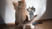 Aménagez votre intérieur pour que votre chat y soit heureux Aménagez votre intérieur pour que votre chat y soit heureux
