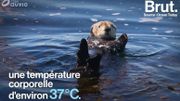 Comment les loutres de mer se protègent-elles du froid? Comment les loutres de mer se protègent-elles du froid?
