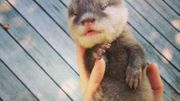 Vidéo du premier bain d'un bébé loutre Vidéo du premier bain d'un bébé loutre