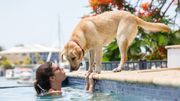 Les chiens vivraient des difficultés émotionnelles à la puberté comme les humains Les chiens vivraient des difficultés émotionnelles à la puberté comme les humains