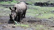 Le rhinocéros de Sumatra de Malaisie a disparu, les scientifiques tentent de le cloner Le rhinocéros de Sumatra de Malaisie a disparu, les scientifiques tentent de le cloner