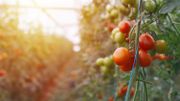 Réussir vos cultures de tomates Réussir vos cultures de tomates