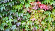 Quelles plantes en guise de brise vue ou en mur végétal de charme ? Voici un bouquet d'idées Quelles plantes en guise de brise vue ou en mur végétal de charme ? Voici un bouquet d'idées