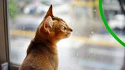 Phobie des tempêtes chez les chiens et les chats : comment les aider à gérer leur stress ? Phobie des tempêtes chez les chiens et les chats : comment les aider à gérer leur stress ?