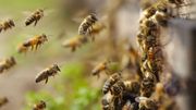 Néonicotinoïdes: une agence de l'UE confirme le risque pour les abeilles Néonicotinoïdes: une agence de l'UE confirme le risque pour les abeilles