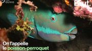 Connaissez-vous le poisson perroquet, l'un des poissons les plus colorés de l'océan? Connaissez-vous le poisson perroquet, l'un des poissons les plus colorés de l'océan?