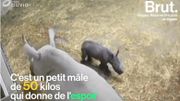 La naissance de ce bébé rhinocéros blanc est une bonne nouvelle pour toute l'espèce La naissance de ce bébé rhinocéros blanc est une bonne nouvelle pour toute l'espèce