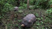 Des tortues dans le jardin botanique de Alberto Gomez à Quindio, le 6 juillet 2020. Des tortues dans le jardin botanique de Alberto Gomez à Quindio, le 6 juillet 2020.