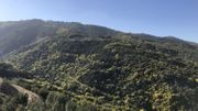 L'hiver, les collines de la Côte d'Azur se couvrent d'or L'hiver, les collines de la Côte d'Azur se couvrent d'or