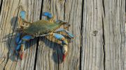 Le crabe bleu, redoutable prédateur et bête noire des pêcheurs albanais à la faveur du réchauffement climatique Le crabe bleu, redoutable prédateur et bête noire des pêcheurs albanais à la faveur du réchauffement climatique