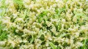 Melaleuca Melaleuca