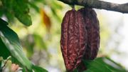 Fondé en 1845, les chocolats Meurisse font leur grand retour avec toute une gamme de produits bio Fondé en 1845, les chocolats Meurisse font leur grand retour avec toute une gamme de produits bio