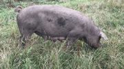 Il fait bon vivre pour les cochons à la ferme bio des Crutins à Vresse-sur-Semois Il fait bon vivre pour les cochons à la ferme bio des Crutins à Vresse-sur-Semois