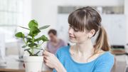 Les plantes réduisent le stress au travail Les plantes réduisent le stress au travail