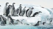 Concours : dernière chance pour aller voir "Antarctica" au Musée des Sciences Naturelles Concours : dernière chance pour aller voir "Antarctica" au Musée des Sciences Naturelles