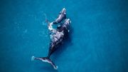 La 6e extinction de masse a commencé : un million d'espèce en danger La 6e extinction de masse a commencé : un million d'espèce en danger