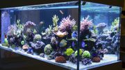 5 conseils pour avoir un aquarium récifal 5 conseils pour avoir un aquarium récifal