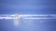 Un photographe animalier alerte le monde sur la chasse des ours blancs Un photographe animalier alerte le monde sur la chasse des ours blancs