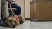 Un chien violenté alors qu'il était chiot comparaît au procès de son bourreau en Amérique latine Un chien violenté alors qu'il était chiot comparaît au procès de son bourreau en Amérique latine