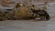 Un alligator mangeant un poisson dans la zone humide du Pantanal au Brésil le 16 septembre 2020. Un alligator mangeant un poisson dans la zone humide du Pantanal au Brésil le 16 septembre 2020.