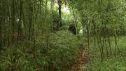 Bamboumania, le jardin de Michel Bamboumania, le jardin de Michel