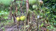 Les fruits et légumes fortement impactés par les mauvaises conditions climatiques Les fruits et légumes fortement impactés par les mauvaises conditions climatiques