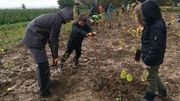 Des charmes, des hêtres, des chênes… une vingtaine d’essences indigènes ont été plantées très serrées Des charmes, des hêtres, des chênes… une vingtaine d’essences indigènes ont été plantées très serrées