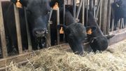 Le Black Angus est apprécié par les restaurateurs Le Black Angus est apprécié par les restaurateurs