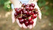 La cerise est l'un des fruits d'été préférés des Belges La cerise est l'un des fruits d'été préférés des Belges