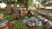 Des travailleurs journaliers examinent des mangues avant de les emballer dans une ferme de Multan (centre). Des travailleurs journaliers examinent des mangues avant de les emballer dans une ferme de Multan (centre).