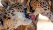Namibie : la course d'une passionnée pour sauver les guépards de l'extinction Namibie : la course d'une passionnée pour sauver les guépards de l'extinction