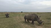 Najïn et Fatu, deux femelles, derniers spécimens des rhinocéros blancs du Nord sur la planète Najïn et Fatu, deux femelles, derniers spécimens des rhinocéros blancs du Nord sur la planète