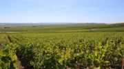 Les vignes qui ont été vendangées en septembre 2018 Les vignes qui ont été vendangées en septembre 2018