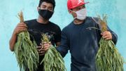 Dans les rues de Managua, la capitale, les vendeurs ambulants ont troqué leurs mangues contre de l'eucalyptus, censé soulager les symptômes du coronavirus. Dans les rues de Managua, la capitale, les vendeurs ambulants ont troqué leurs mangues contre de l'eucalyptus, censé soulager les symptômes du coronavirus.