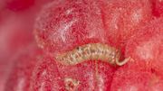 Des framboises au jardin ? Des framboises au jardin ?
