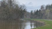 Presles : les jonquilles du parc victimes de leur succès Presles : les jonquilles du parc victimes de leur succès