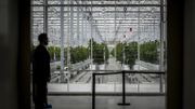 La firme canadienne Tilray, pionnière du cannabis thérapeutique, nous a ouvert les portes de son usine au Portugal La firme canadienne Tilray, pionnière du cannabis thérapeutique, nous a ouvert les portes de son usine au Portugal