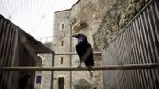 God save the birds : avec le "maître des corbeaux" de la Tour de Londres God save the birds : avec le "maître des corbeaux" de la Tour de Londres