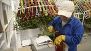 La Saint-Valentin, fashion week des roses d'Equateur La Saint-Valentin, fashion week des roses d'Equateur