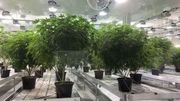 "Cannabis, quand le deal devient légal" dans Doc shot "Cannabis, quand le deal devient légal" dans Doc shot