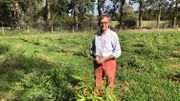 Ferdinand Jolly est un des premiers agriculteurs belges à se lancer dans la culture du bambou Ferdinand Jolly est un des premiers agriculteurs belges à se lancer dans la culture du bambou